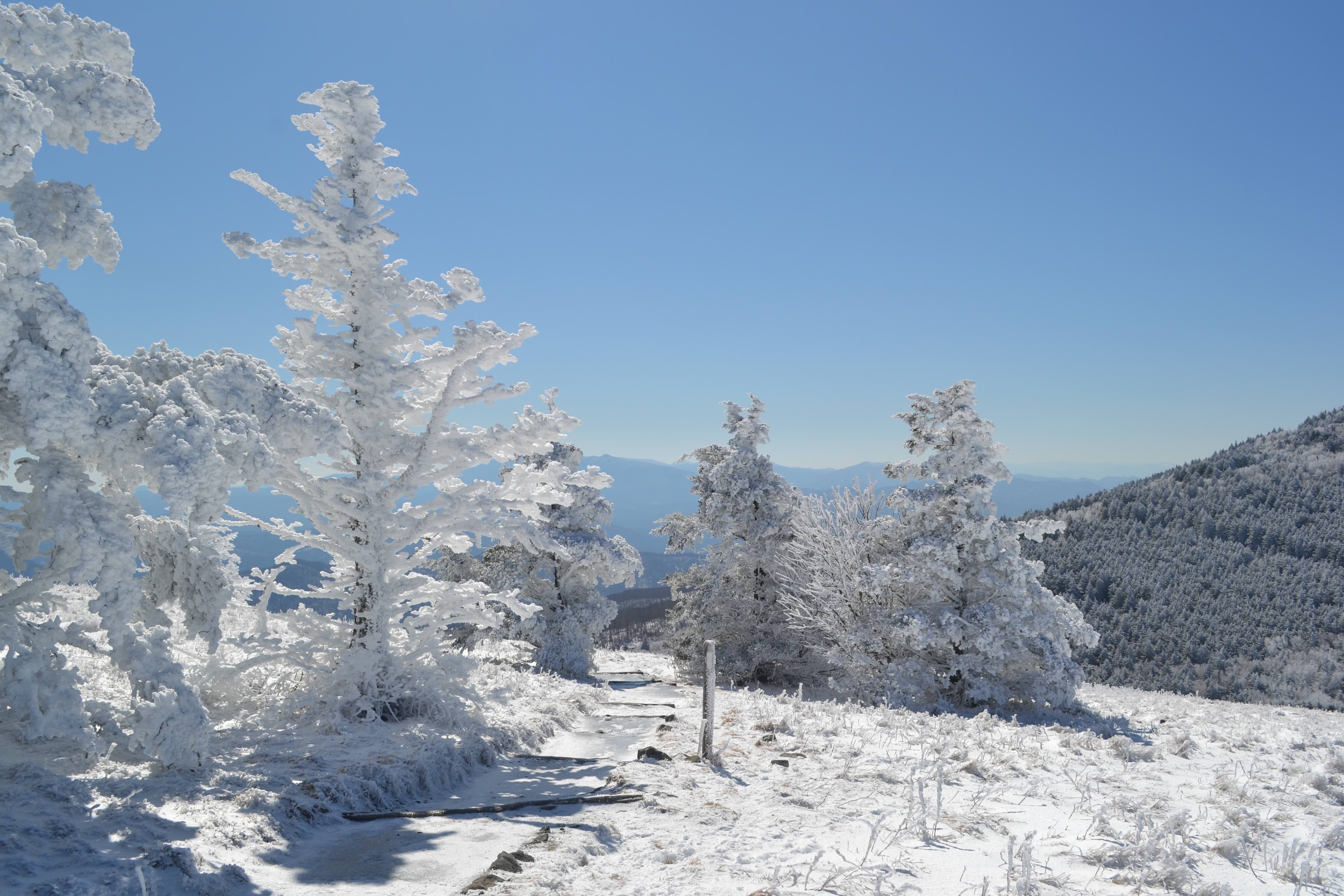 Snow-covered trees line a narrow, winding path under a clear blue sky on a sunny winter day, creating a serene and tranquil mountain scene.