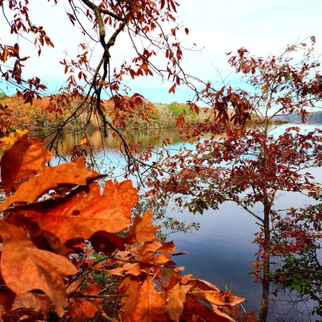 Autumn leaves by a serene lake under a clear sky.