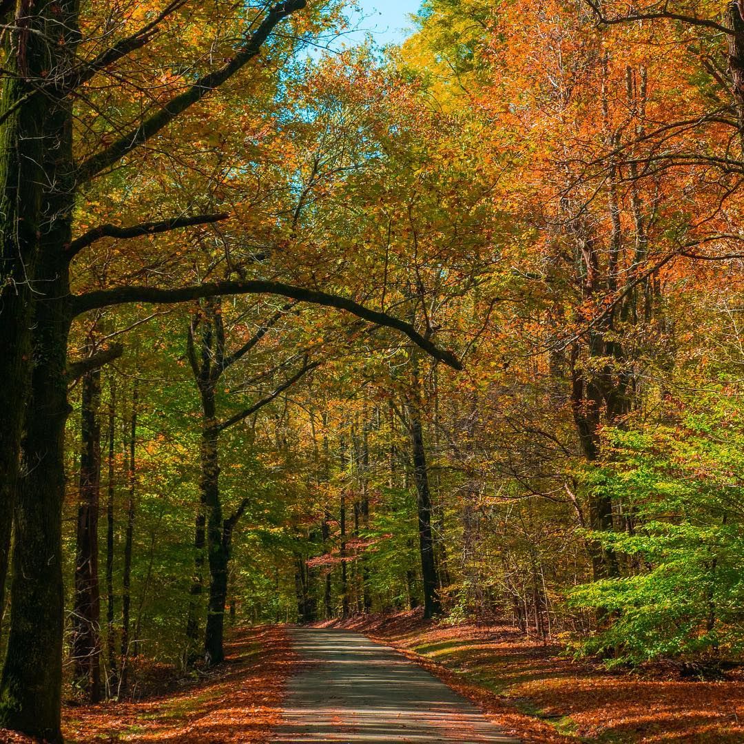 Path through autumn forest with colorful trees and fallen leaves.