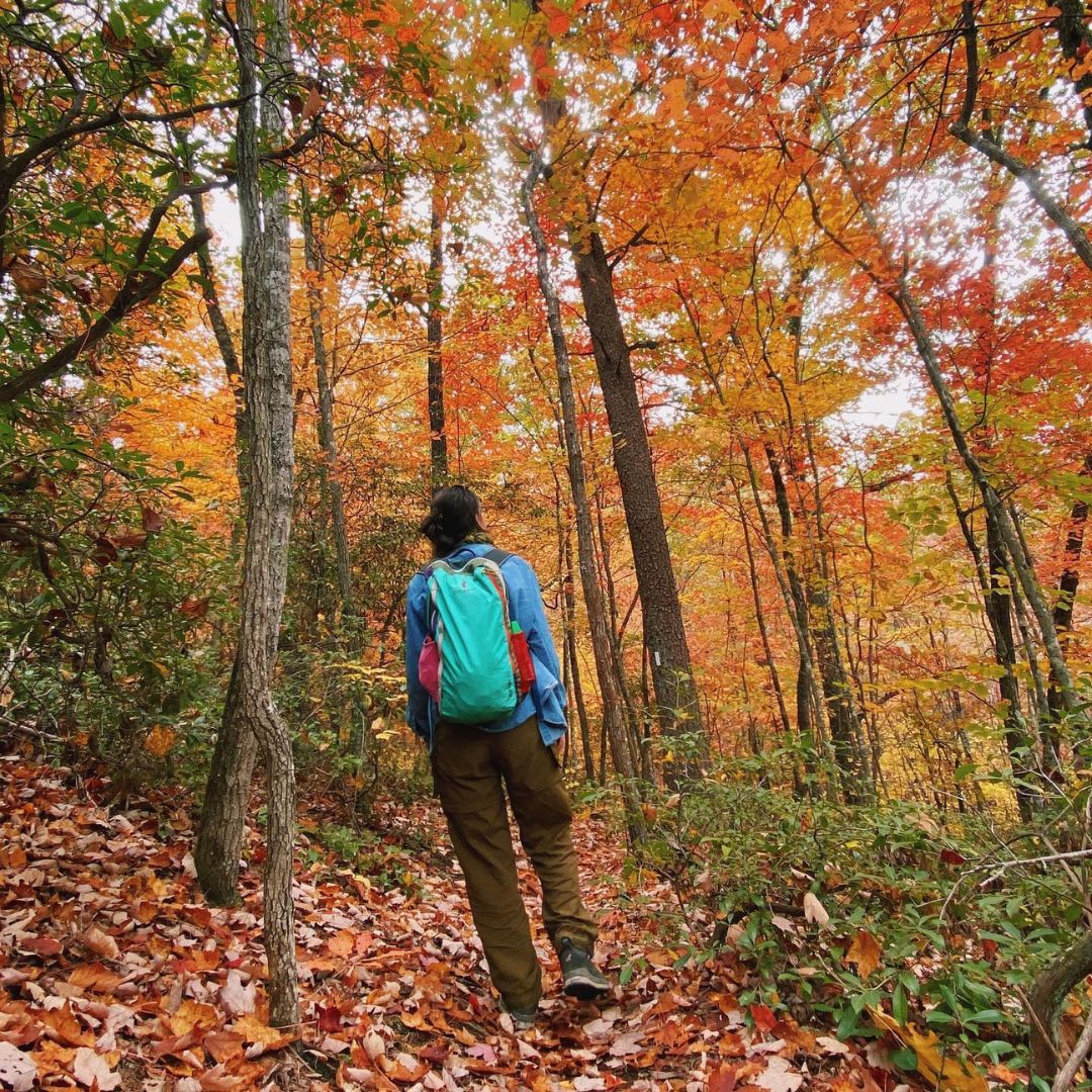 Person hiking in vibrant autumn forest, wearing a blue backpack.