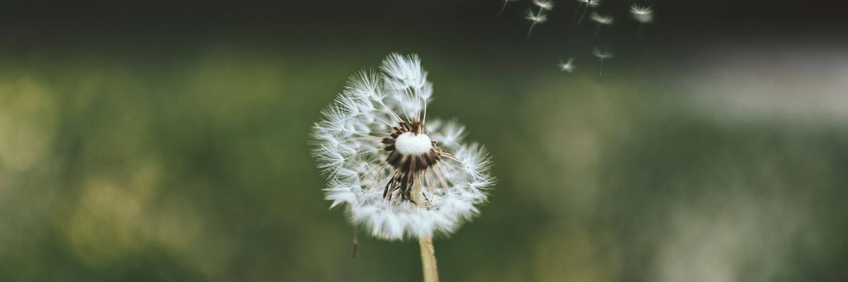 Dandelion releasing seeds against a blurred green background.