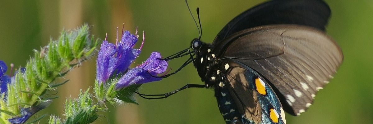 Butterfly on purple flower, wings patterned with orange and white spots.