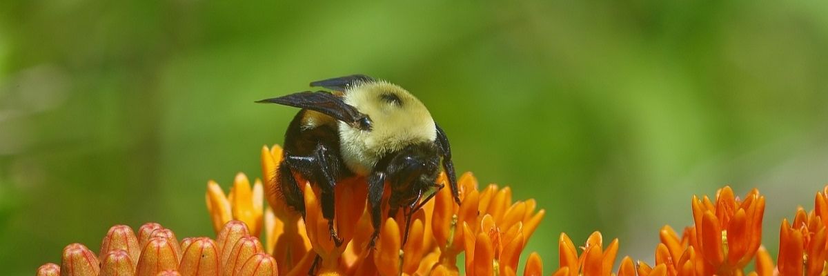 Bumblebee on vibrant orange flowers against a green blurred background.