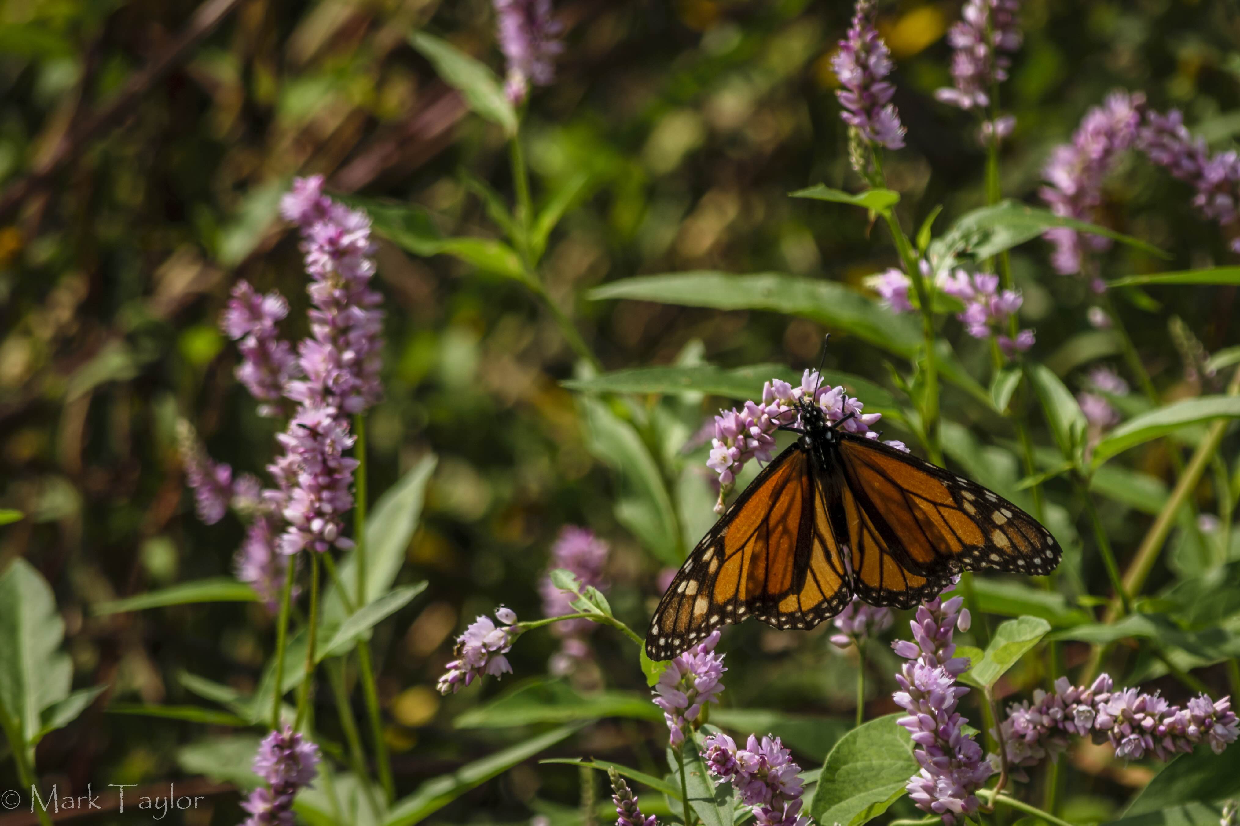 Monarch butterfly on purple flowers with green foliage background.