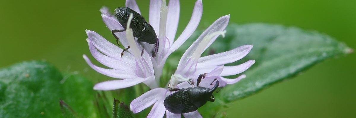 Two black beetles on a light purple flower with green leaves.