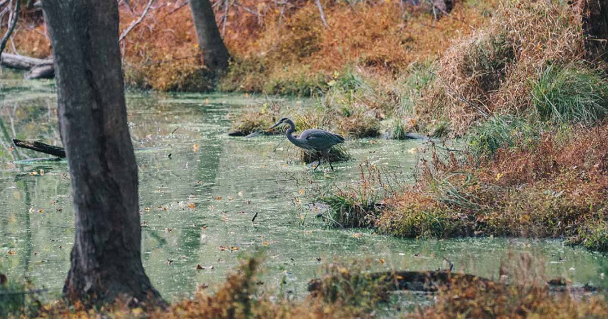 bird walking into the water