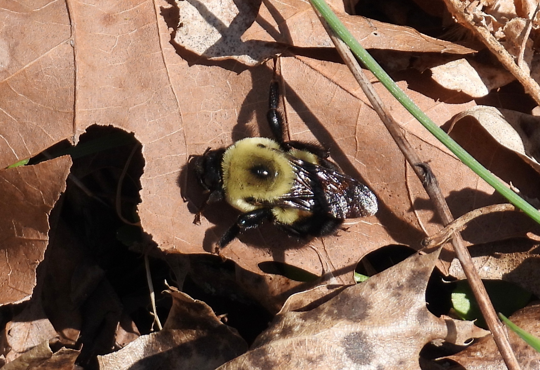 A freshly emerged Brown-belted Bumble Bee (Bombus griseocollis) in March