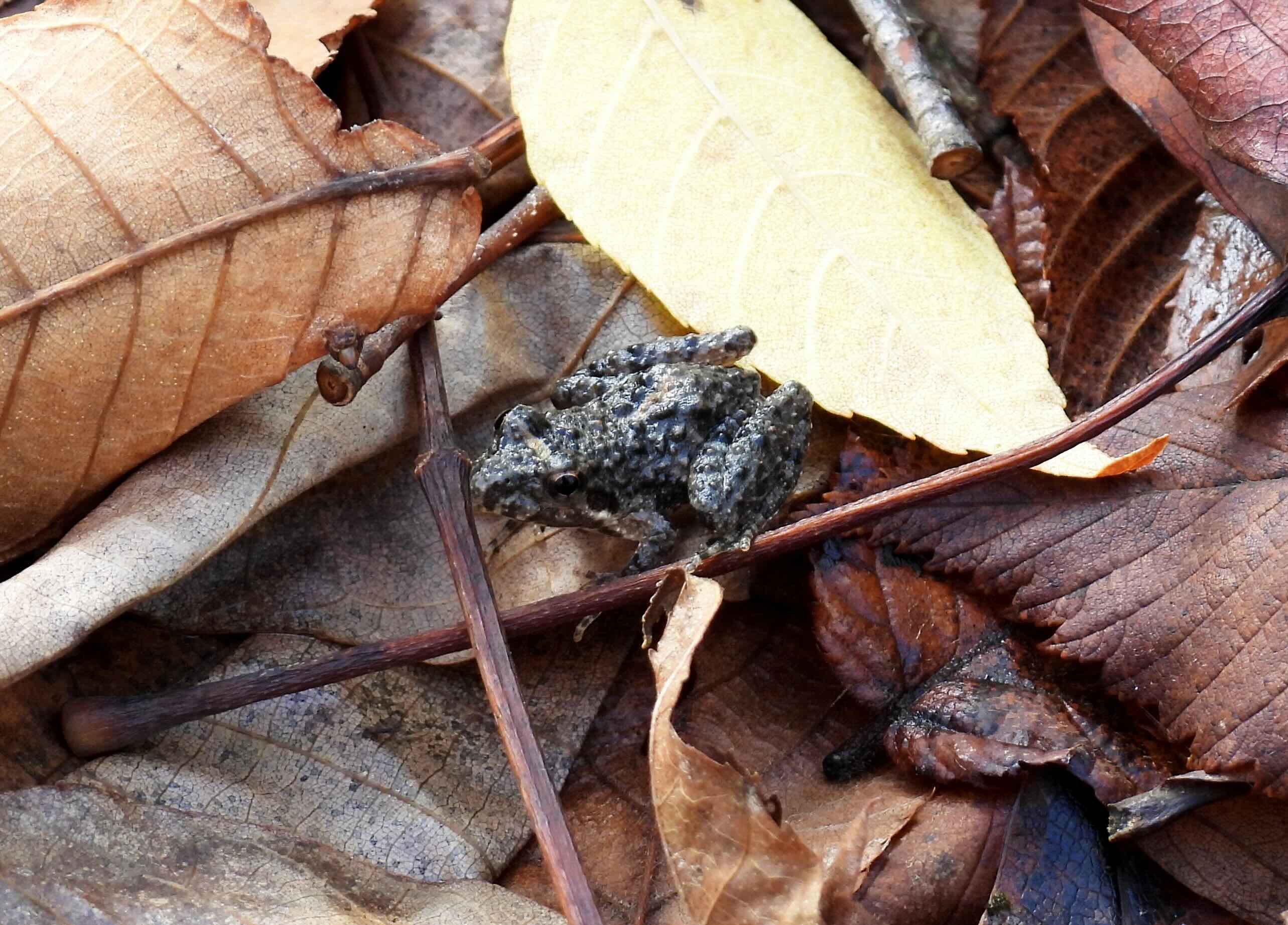 A tiny Cricket Frog (Acris) ready to spring in the leaf litter at Meeman-Shelby Forest State Park