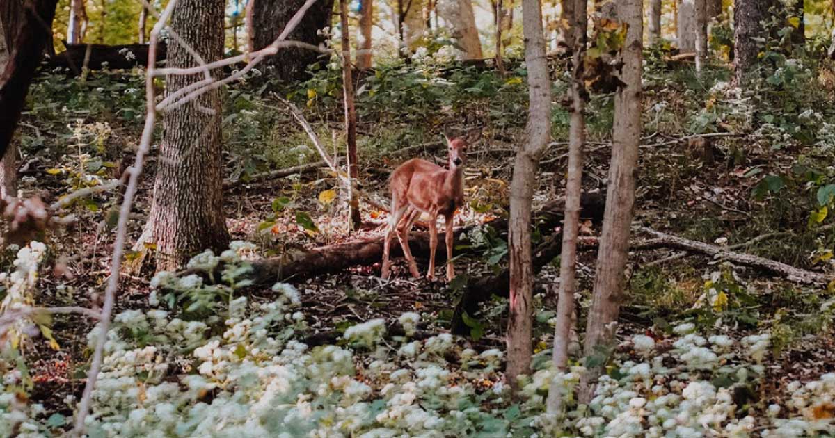 deer standing in the wilderness in the forest