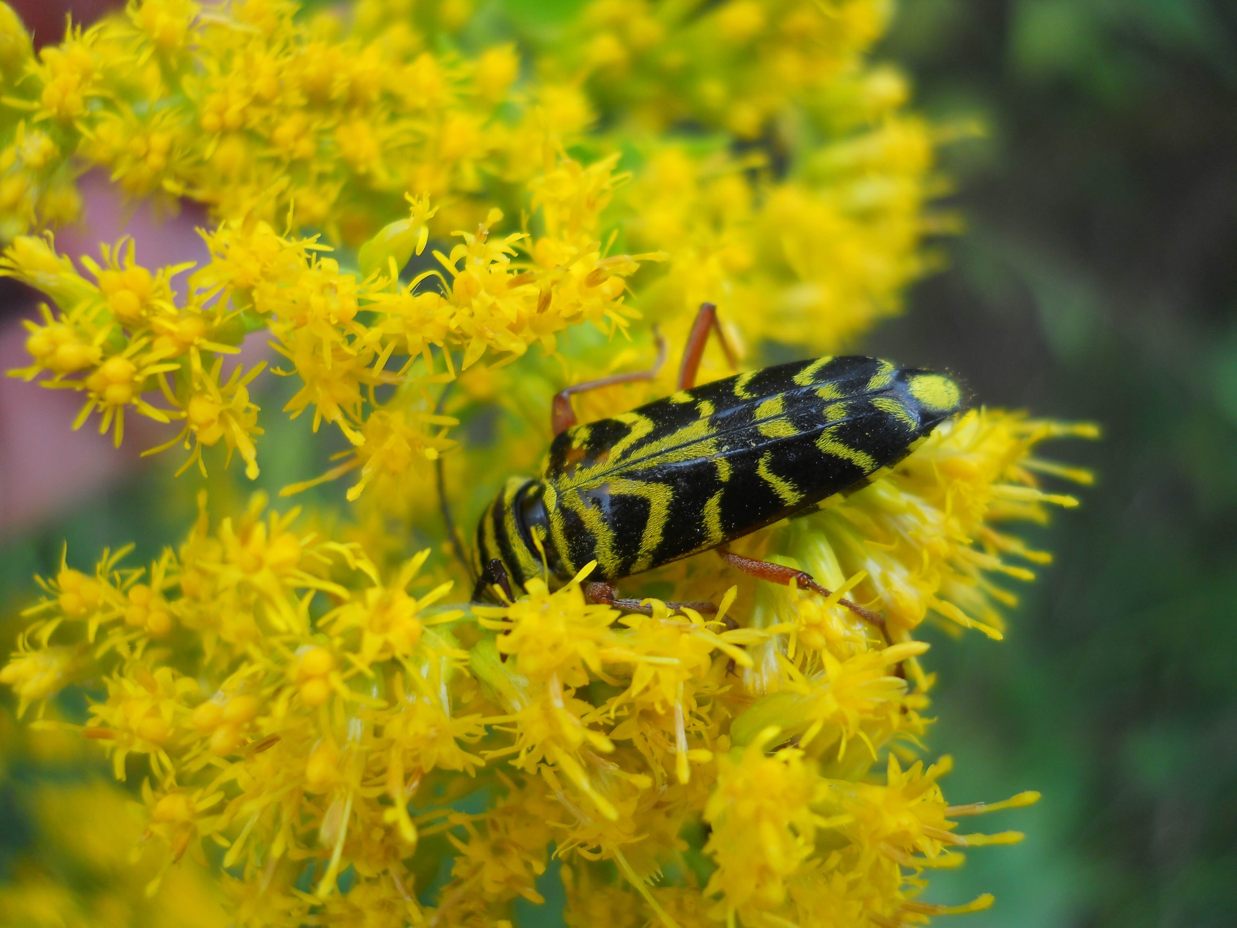 Striped beetle on bright yellow flowers.