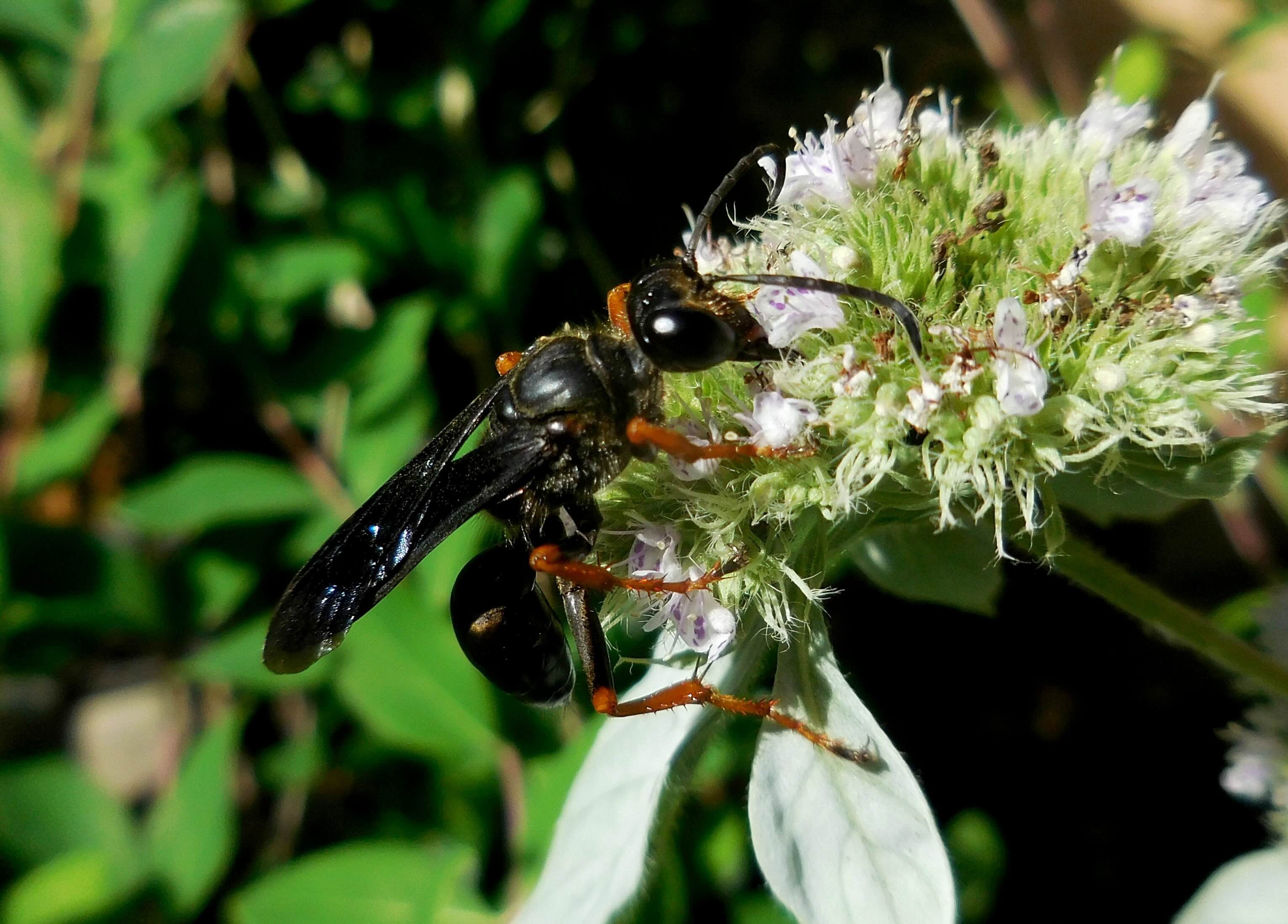 Black wasp on white and green flowers in sunlight.