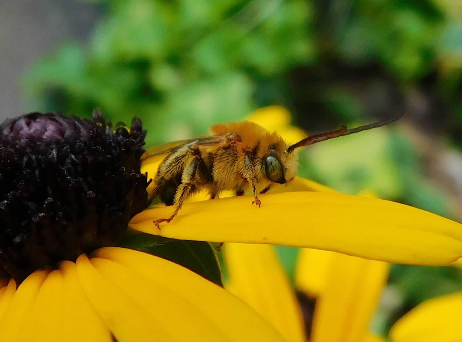 Bee collecting pollen on a vibrant yellow coneflower.