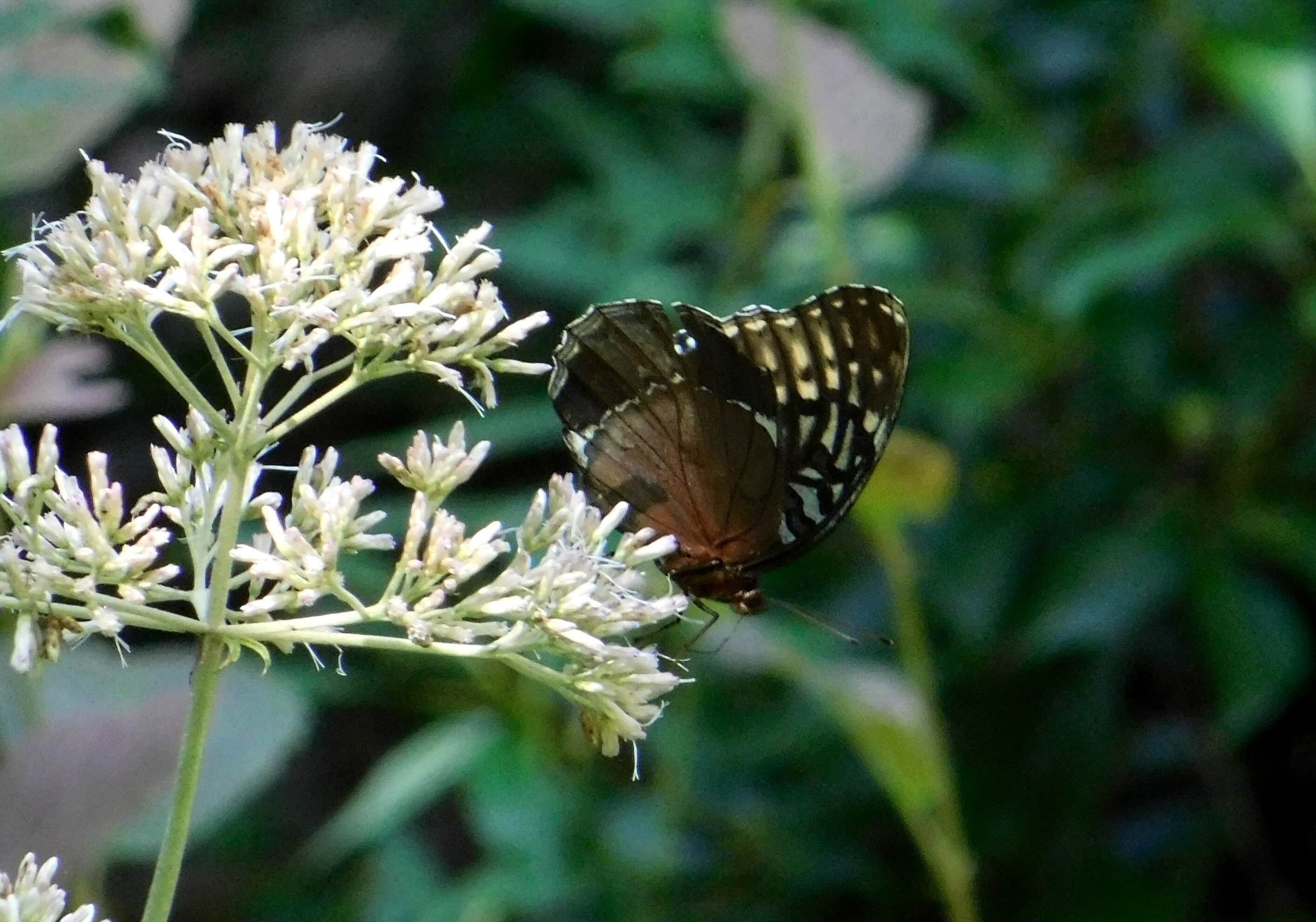 Speckled brown butterfly perched on a white flower against a green backdrop.