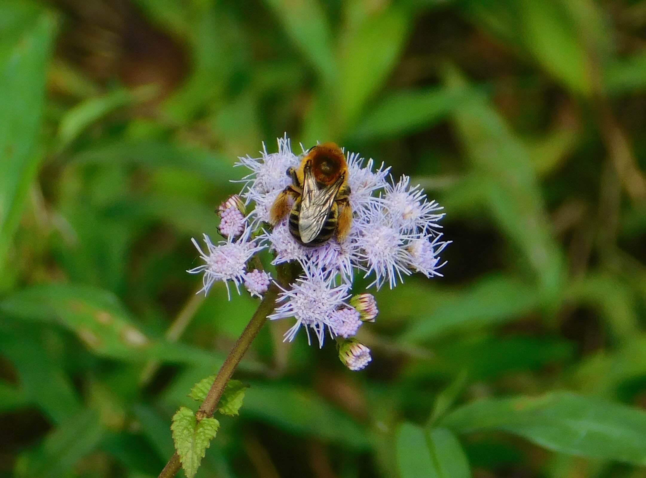 Bee collecting pollen on light purple flowers, green background.