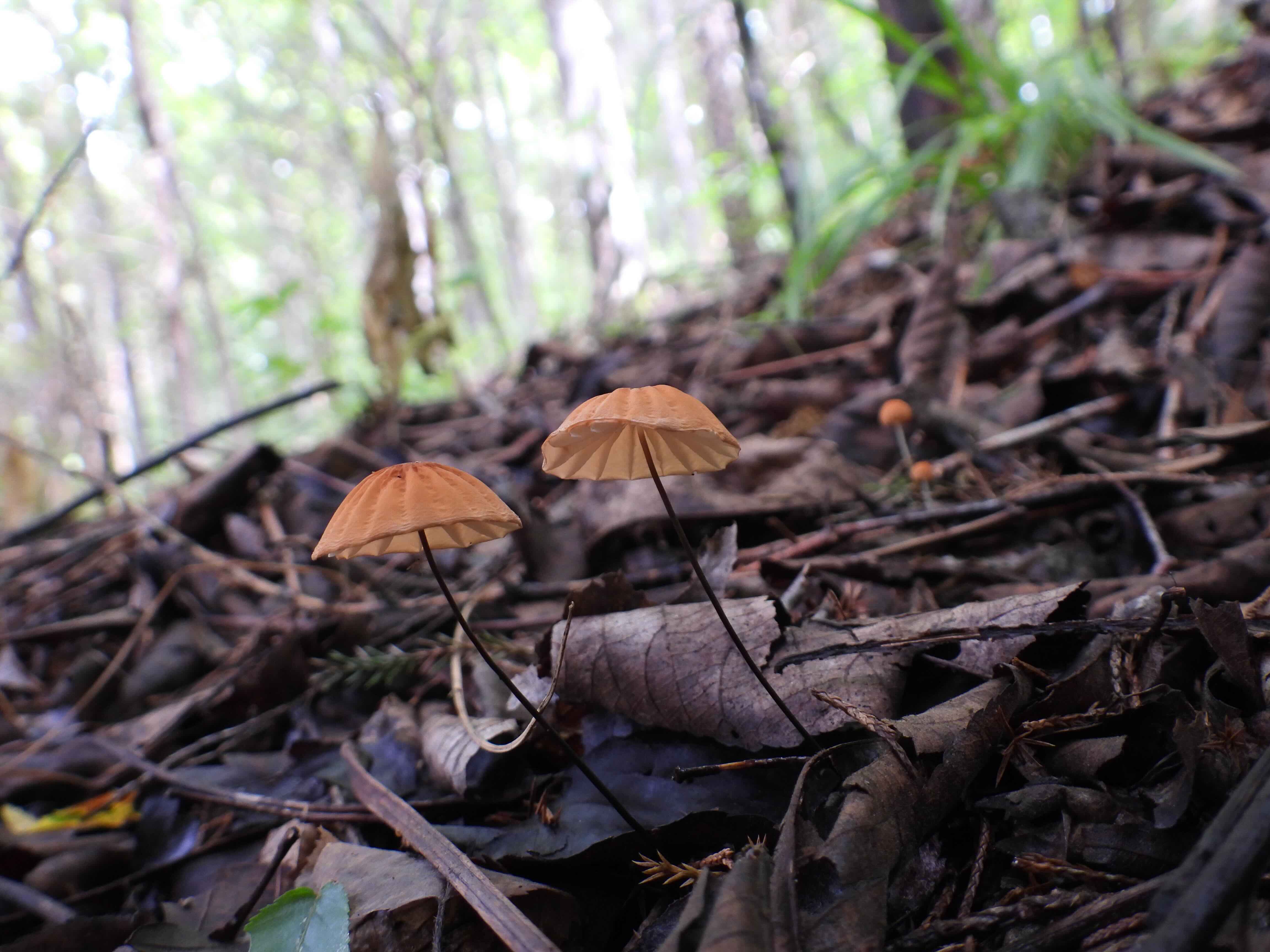 mushrooms