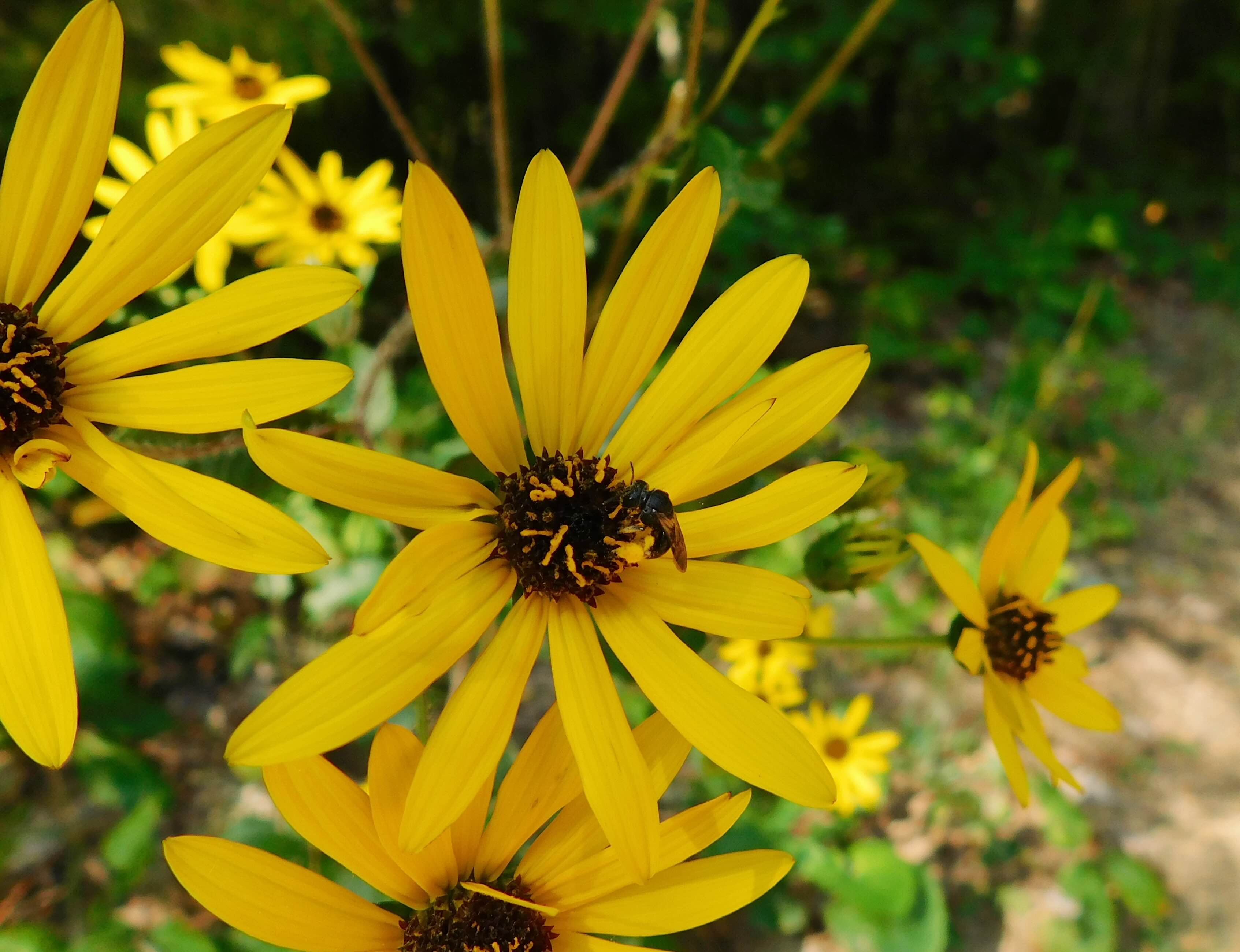 Yellow daisy-like flowers with dark centers in a garden.