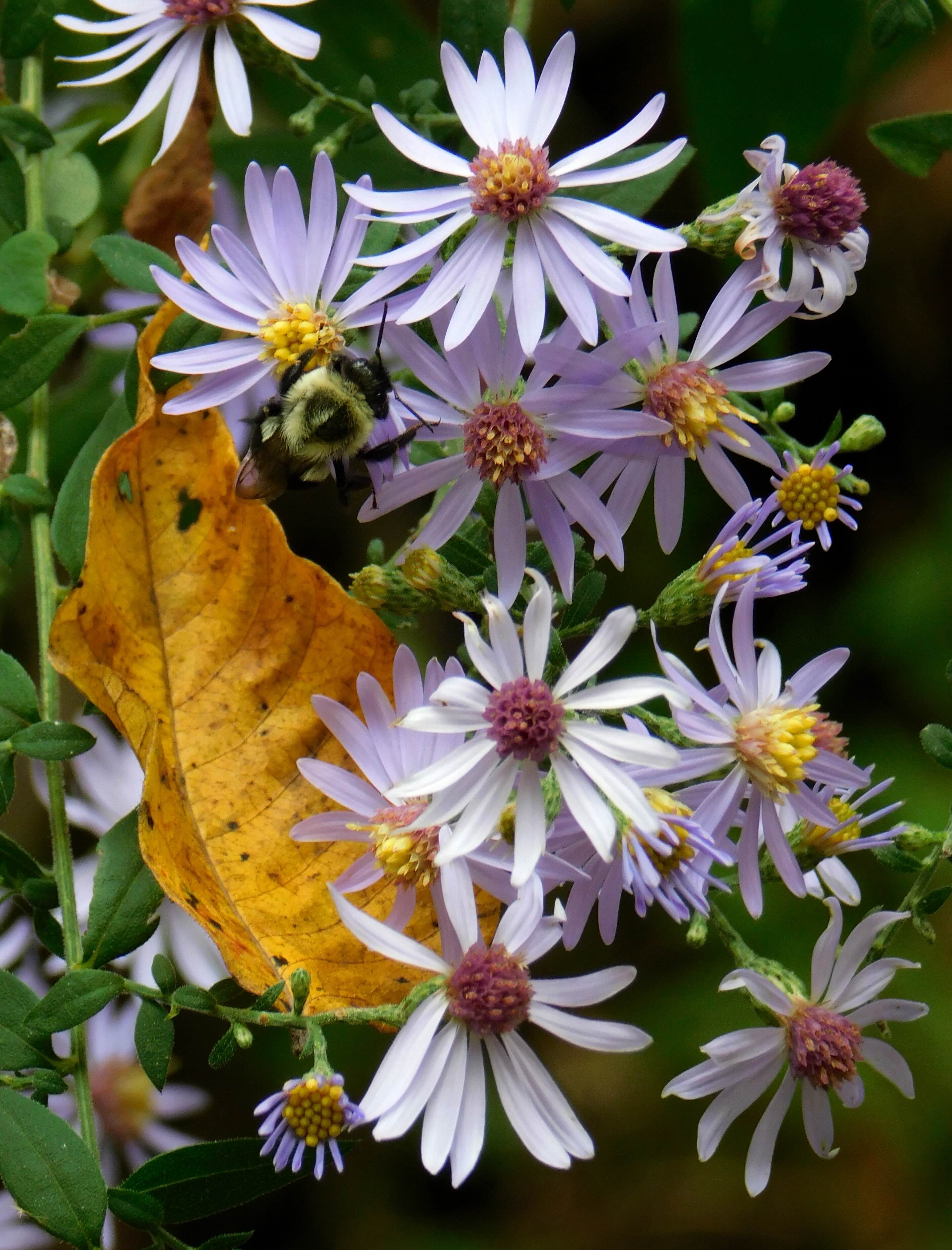 Purple aster flowers with a yellow autumn leaf nestled among them.