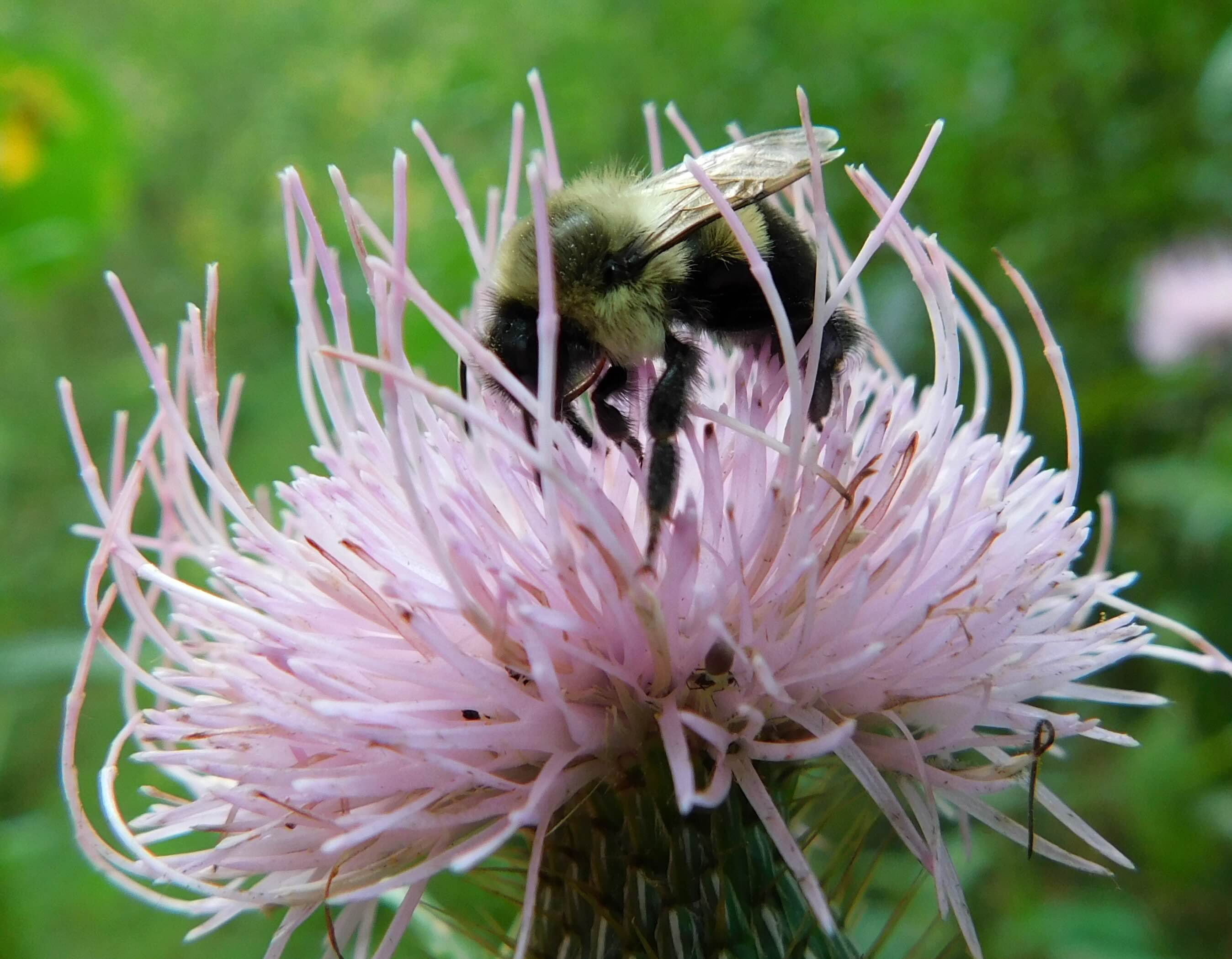 Bumblebee on a pink thistle flower with green background.