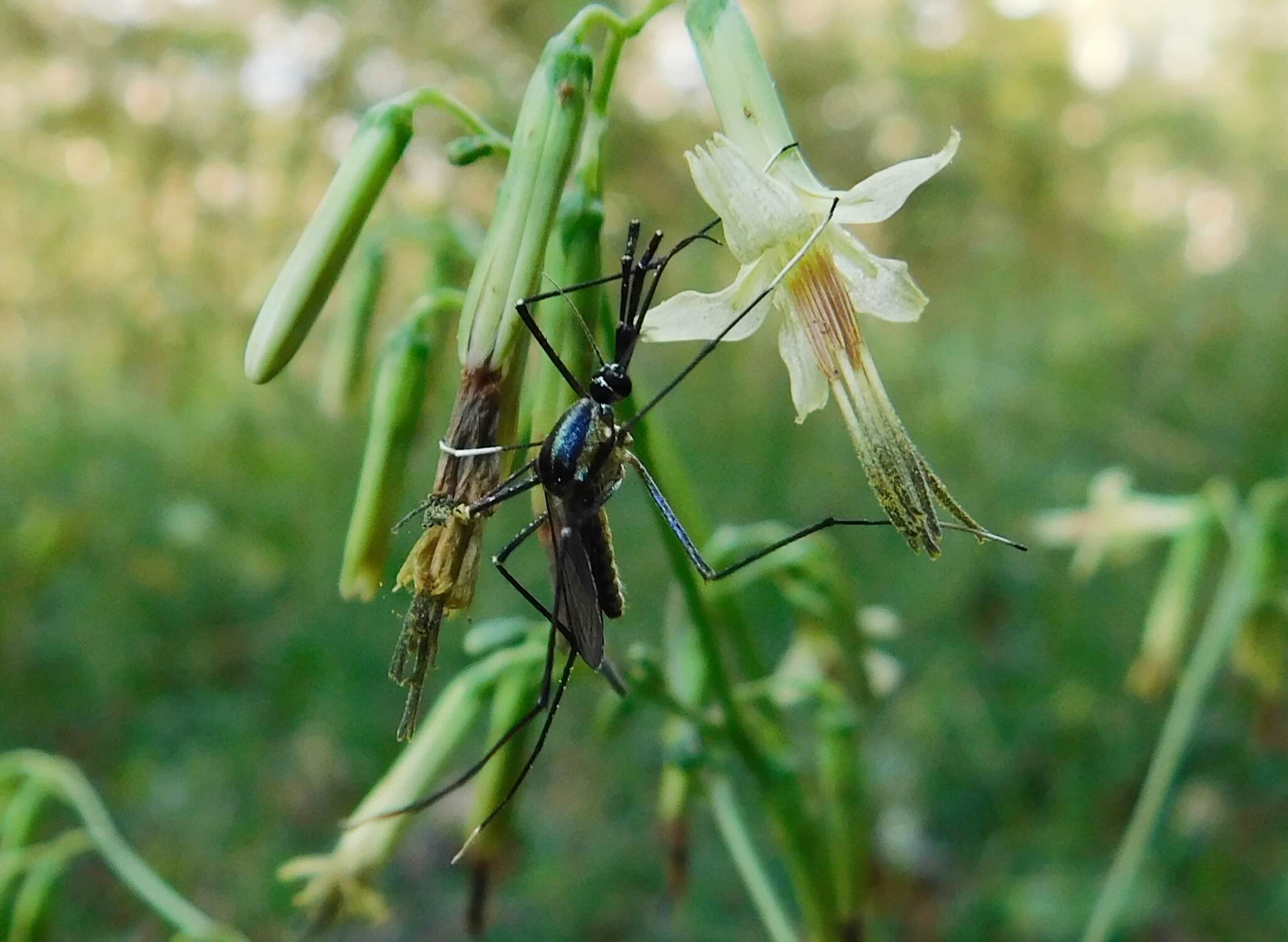 Black and blue insect on a white flower against a green background.