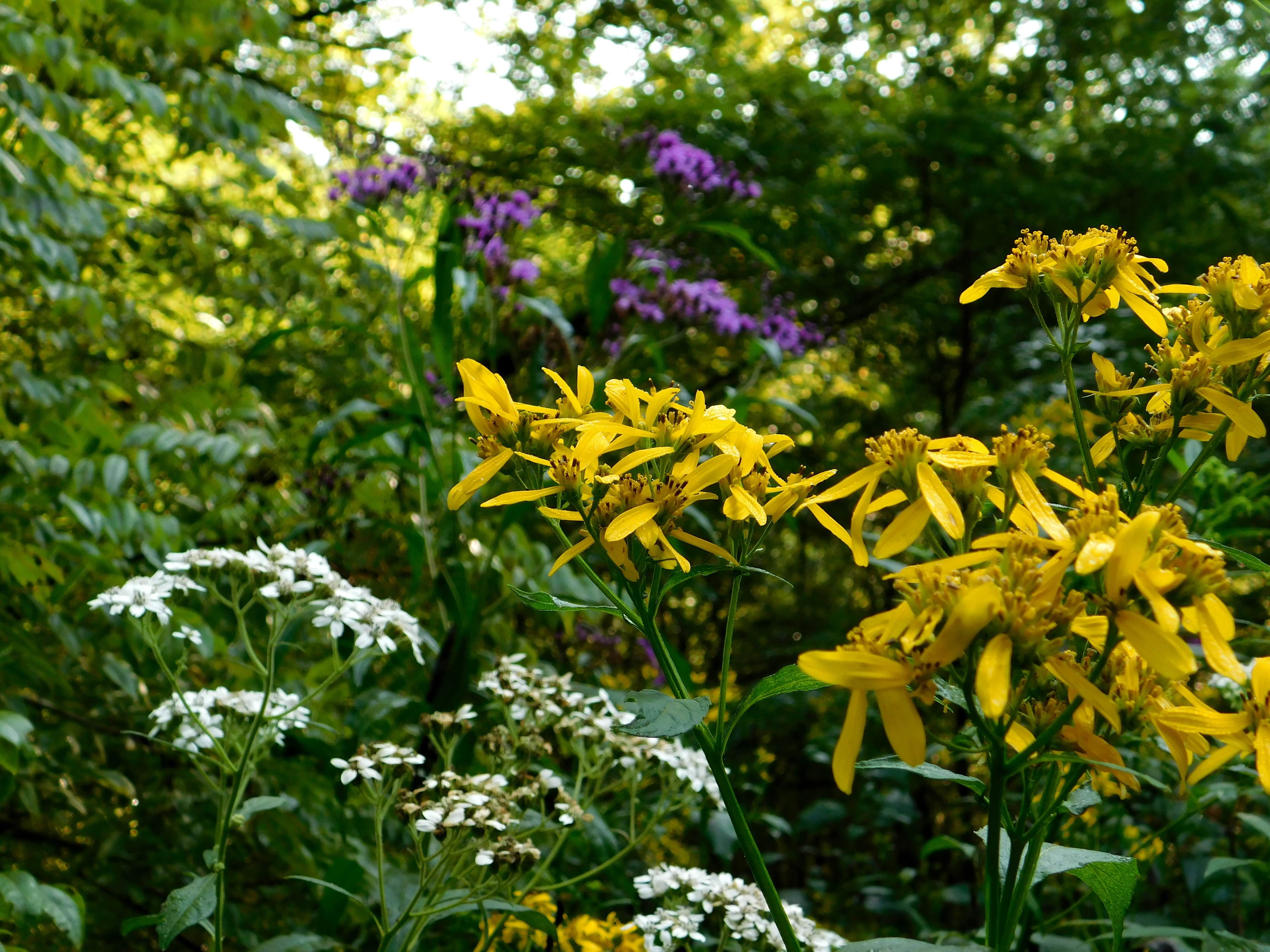Vibrant garden with yellow and purple flowers amidst green foliage.