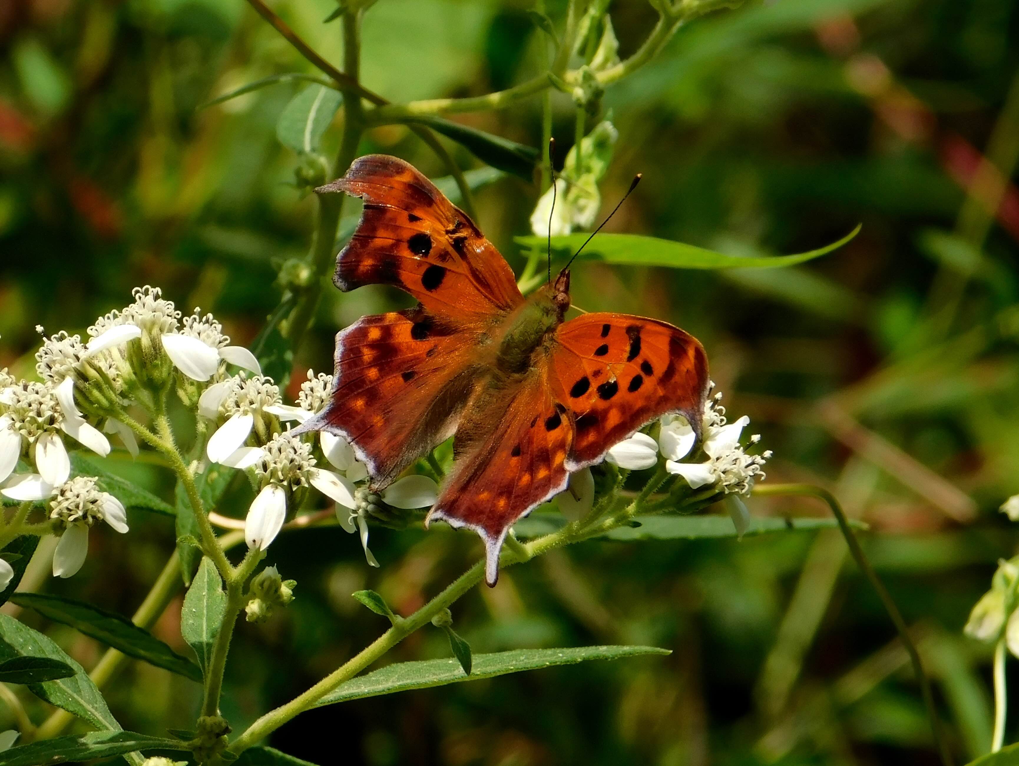 Orange butterfly on white flowers with green background.