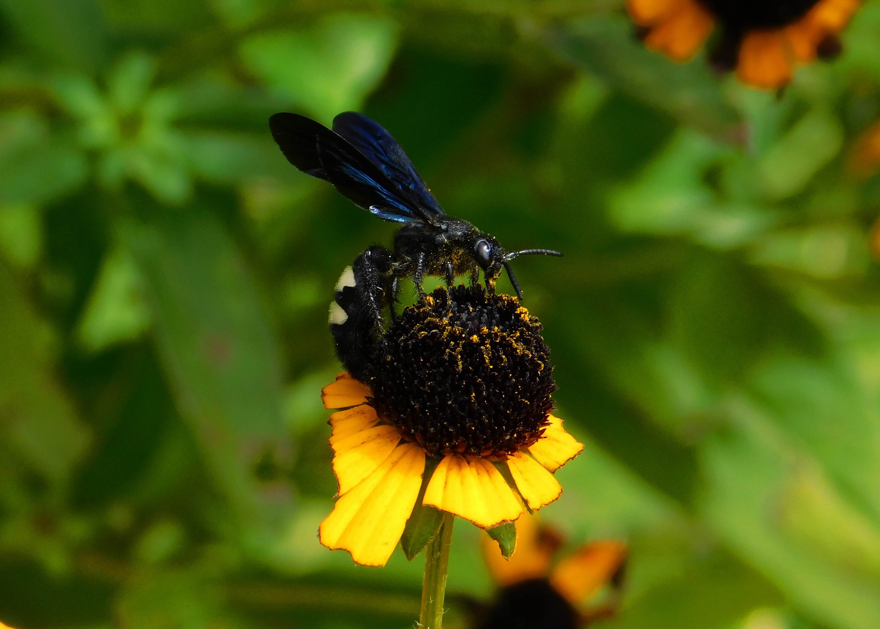 Black bee on a bright yellow and brown flower with a green background.