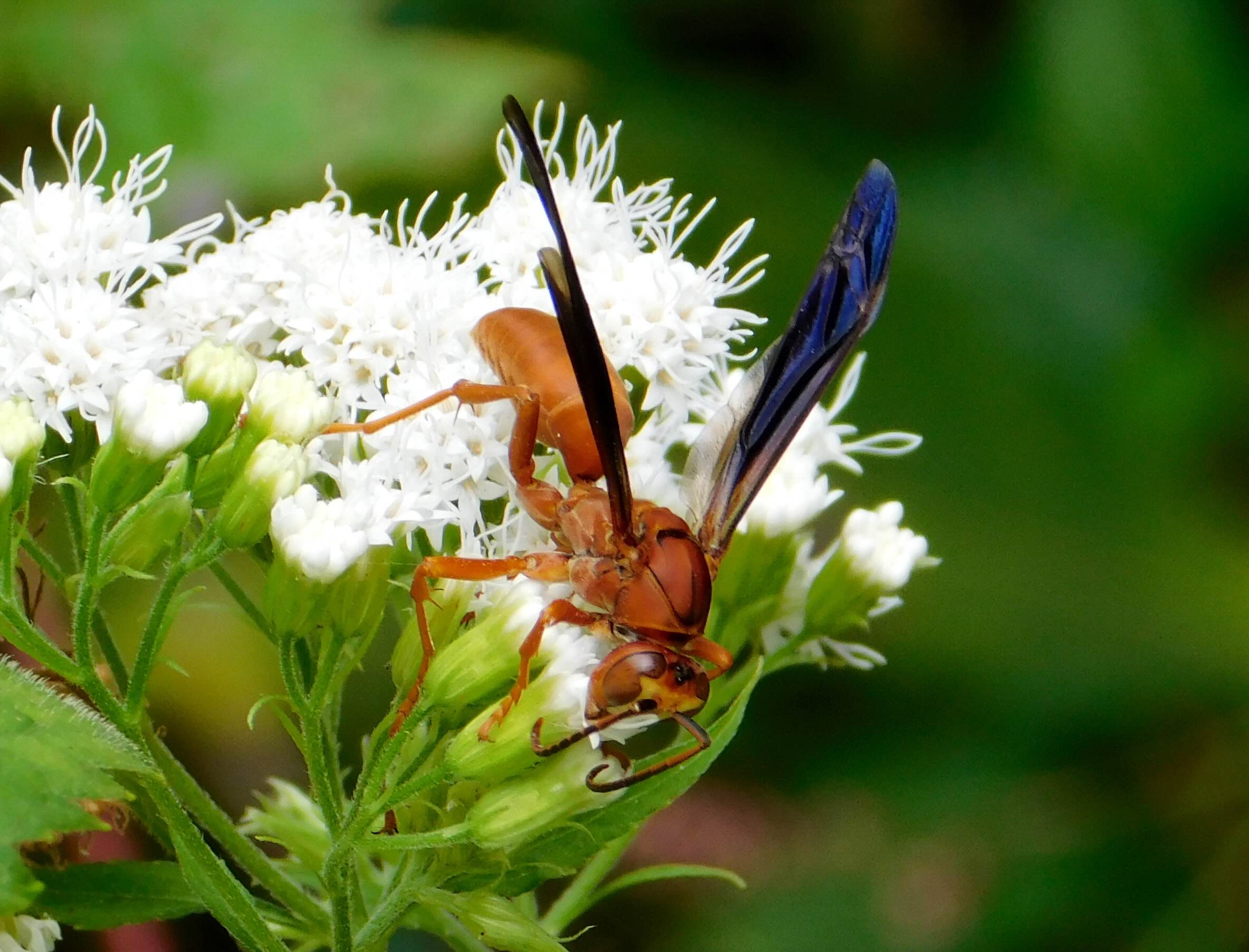 Brown wasp on white flowers, vibrant green background.