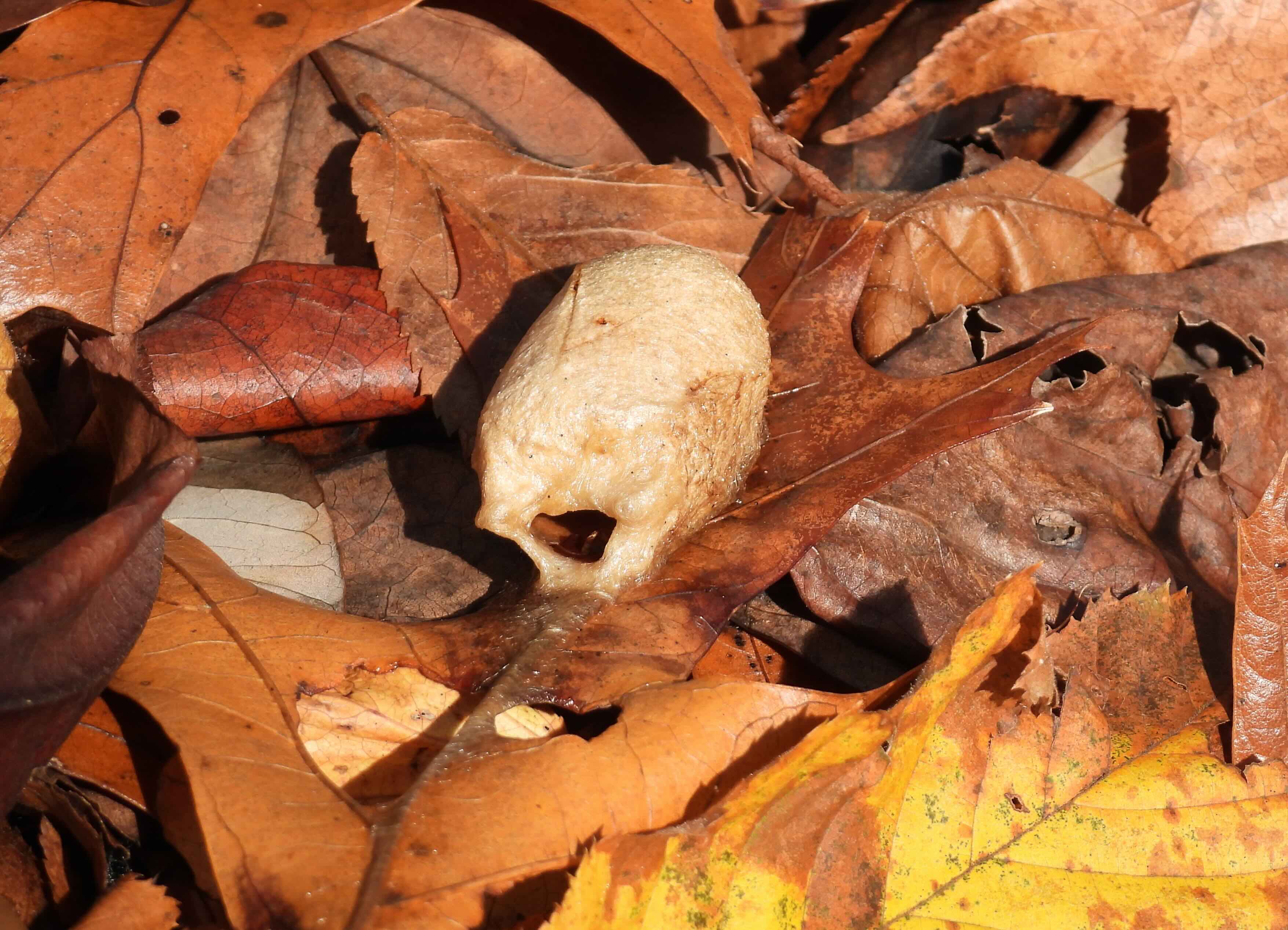 Close-up of a praying mantis egg case on autumn leaves.