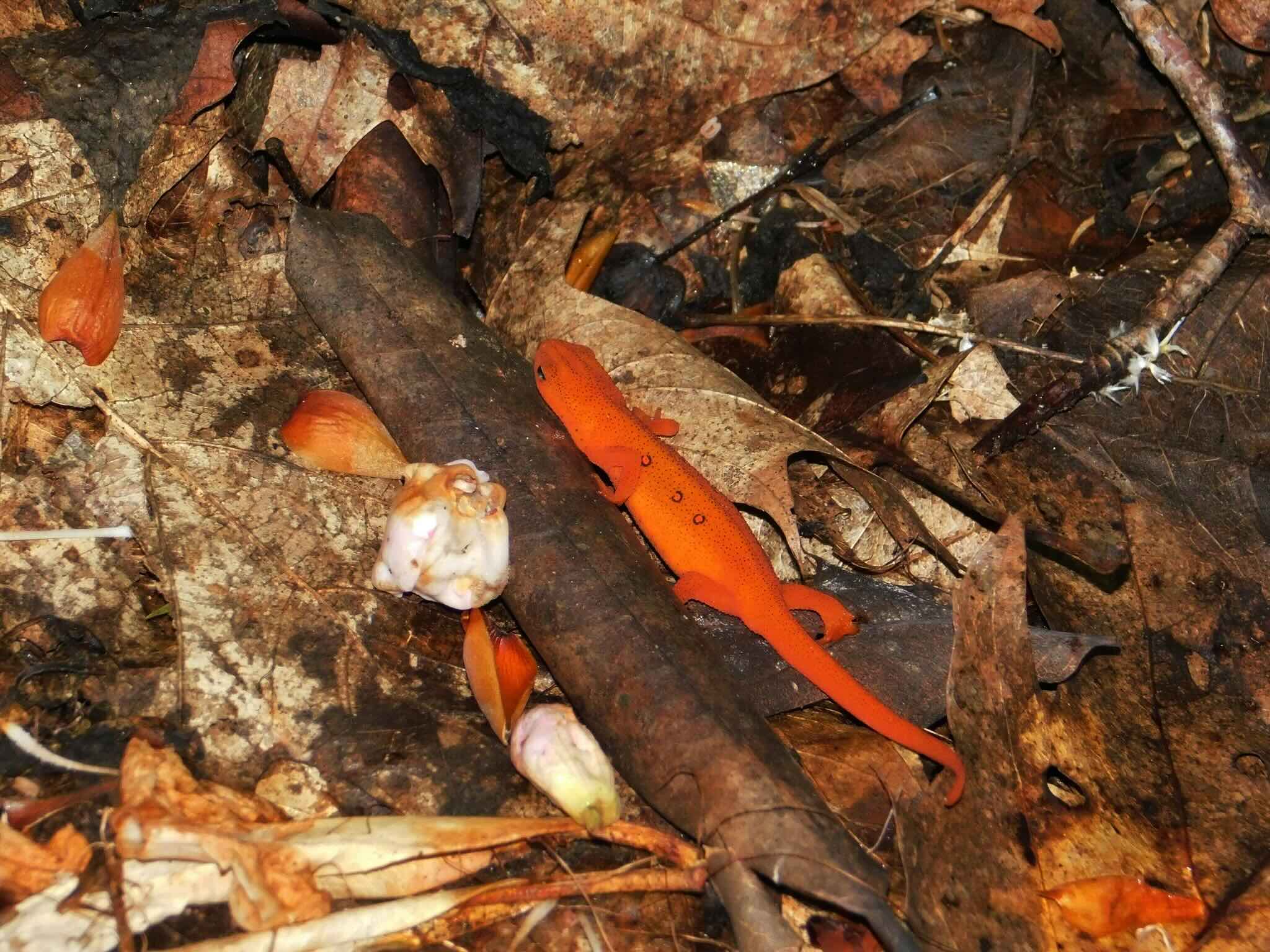 An Eastern Newt (Notophthalmus viridescens) patrolling the leaf litter at Roan Mountain State Park