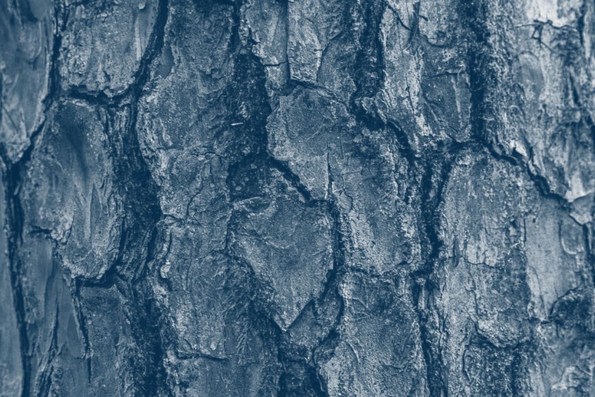 Wooden tree bark with blue highlight