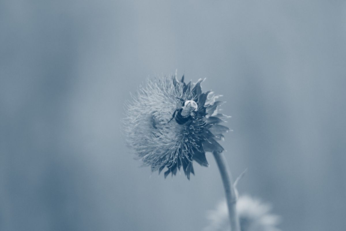 bee on a flower with a blue highlight