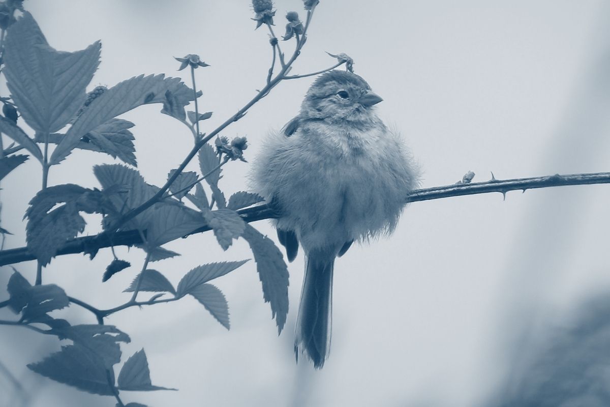 Bird sitting on a small branch with some leaves with a blue highlight