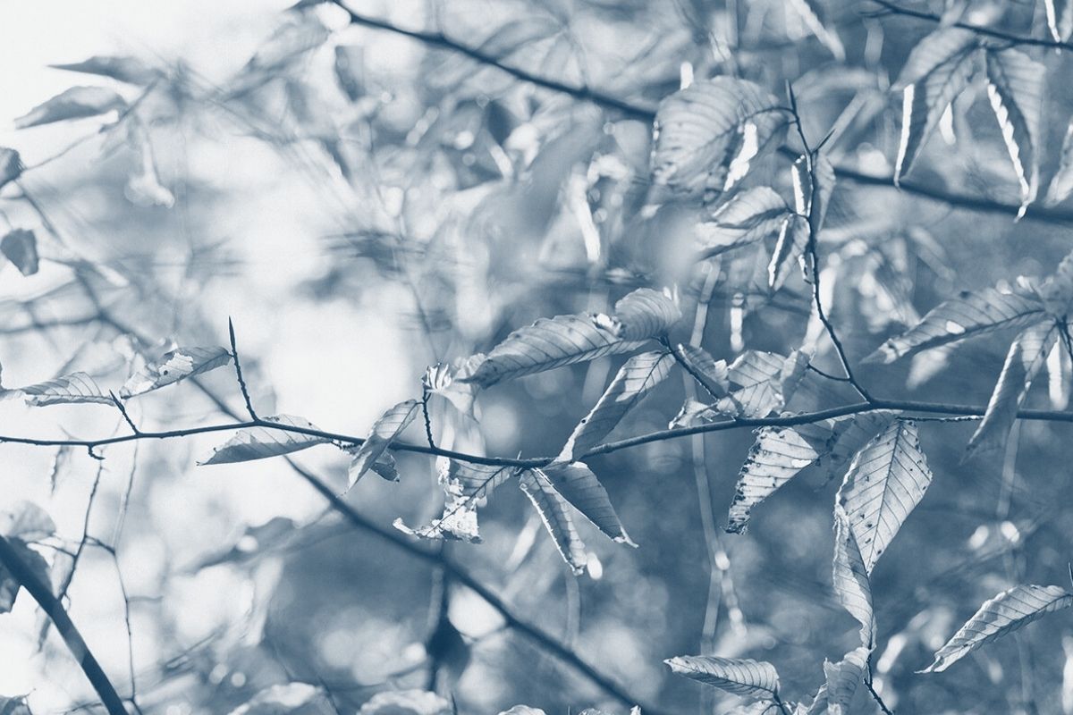 tree branch with several leaves with a blue highlight