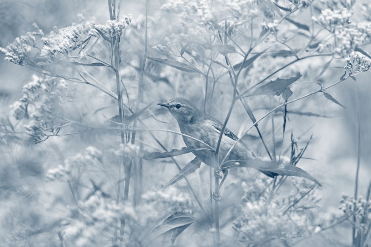 bird surrounded by flowers in blue highlight