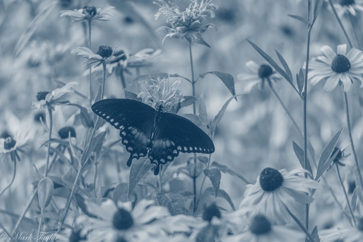 butterfly with wings spread sitting on a flower with a blue highlight
