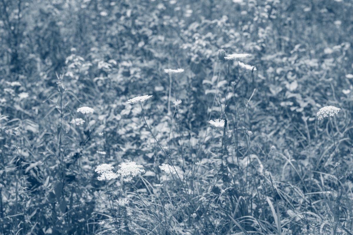 several flowers grouped together with a blue highlight