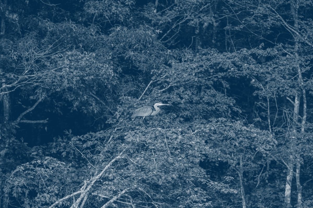 a crane at the top of a tree with green leaves with a blue highlight