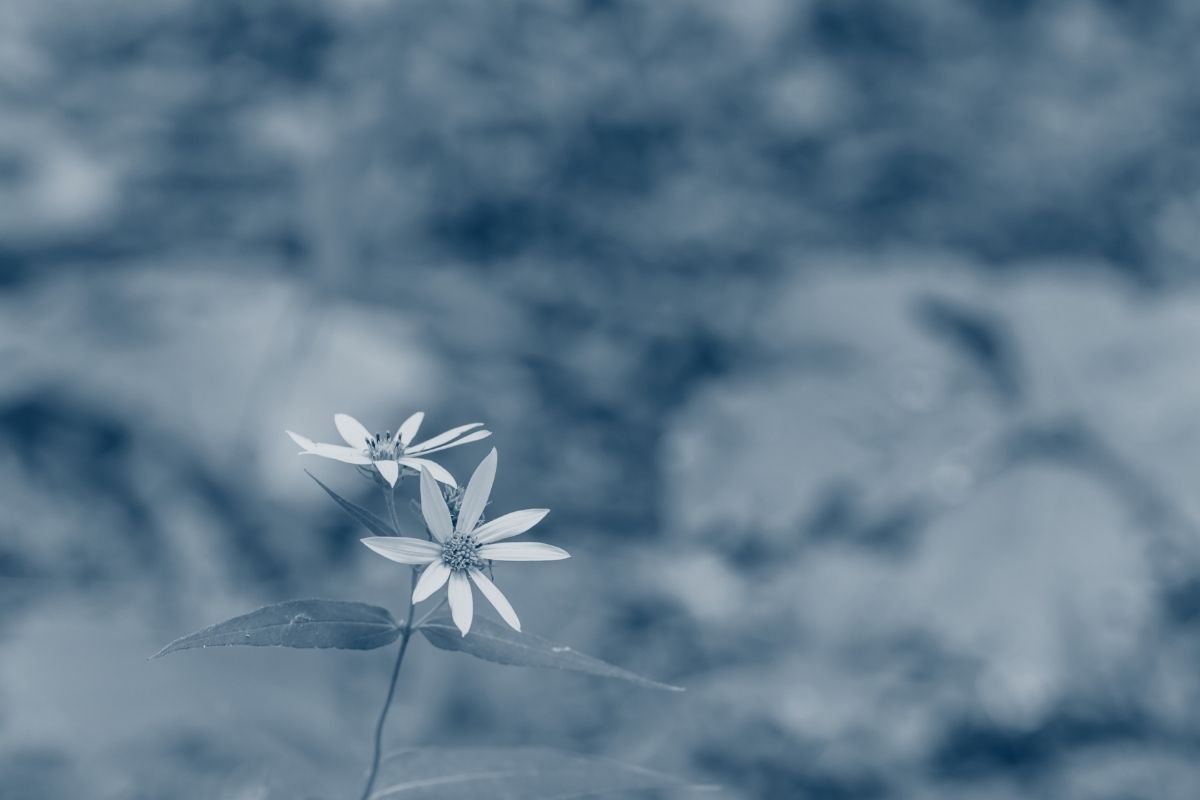 two daisies in focus surrounded by greenery with a blue highlight