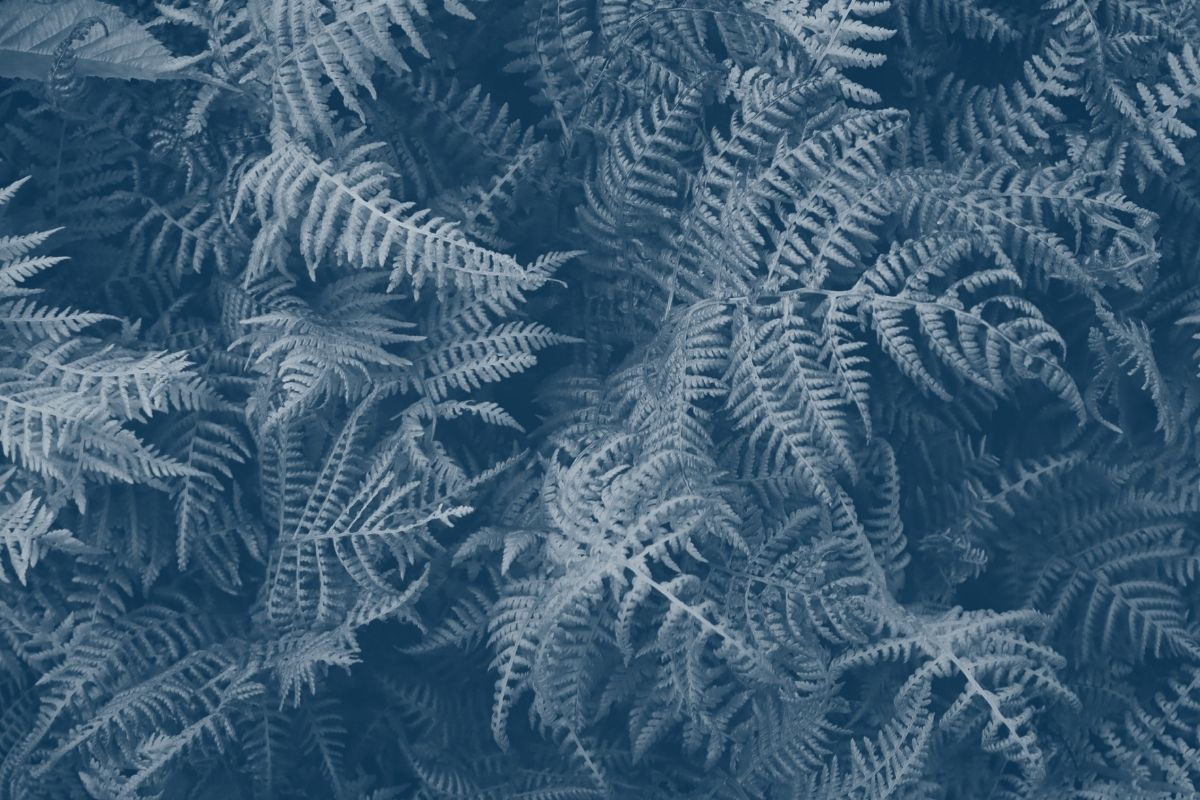 pile of fern group together with a blue highlight