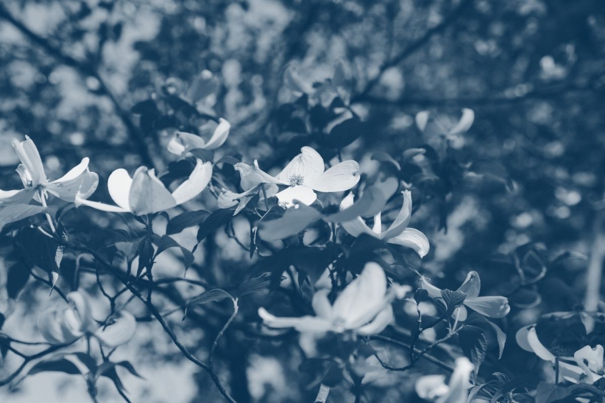 flowers attached to branches with a blue highlight