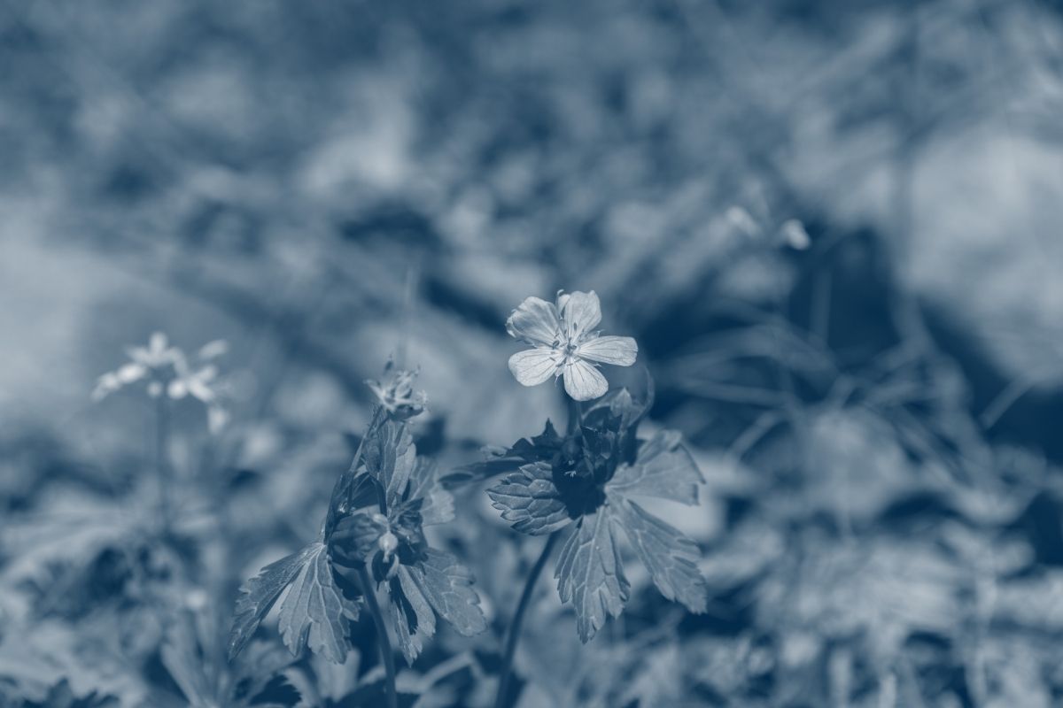small flowers growing from the ground with a blue highlight