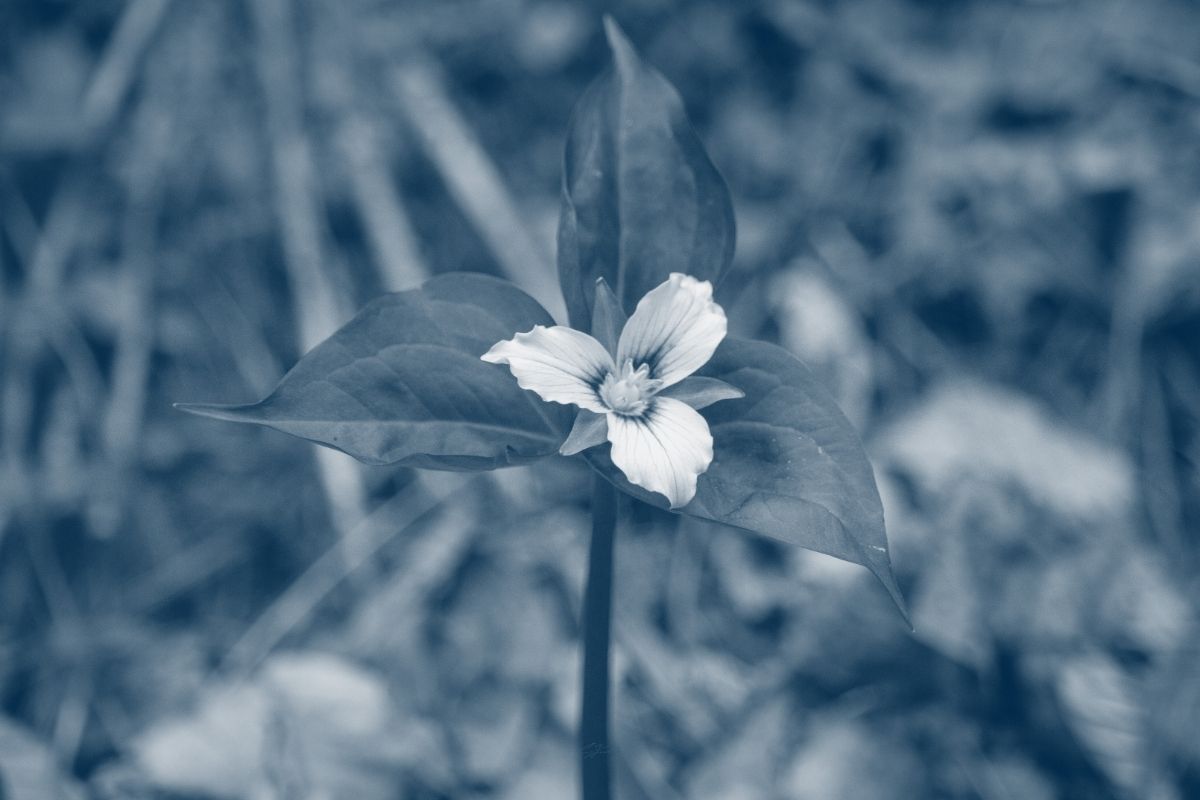 a flower with three pedals and three leaves with a blue highlight