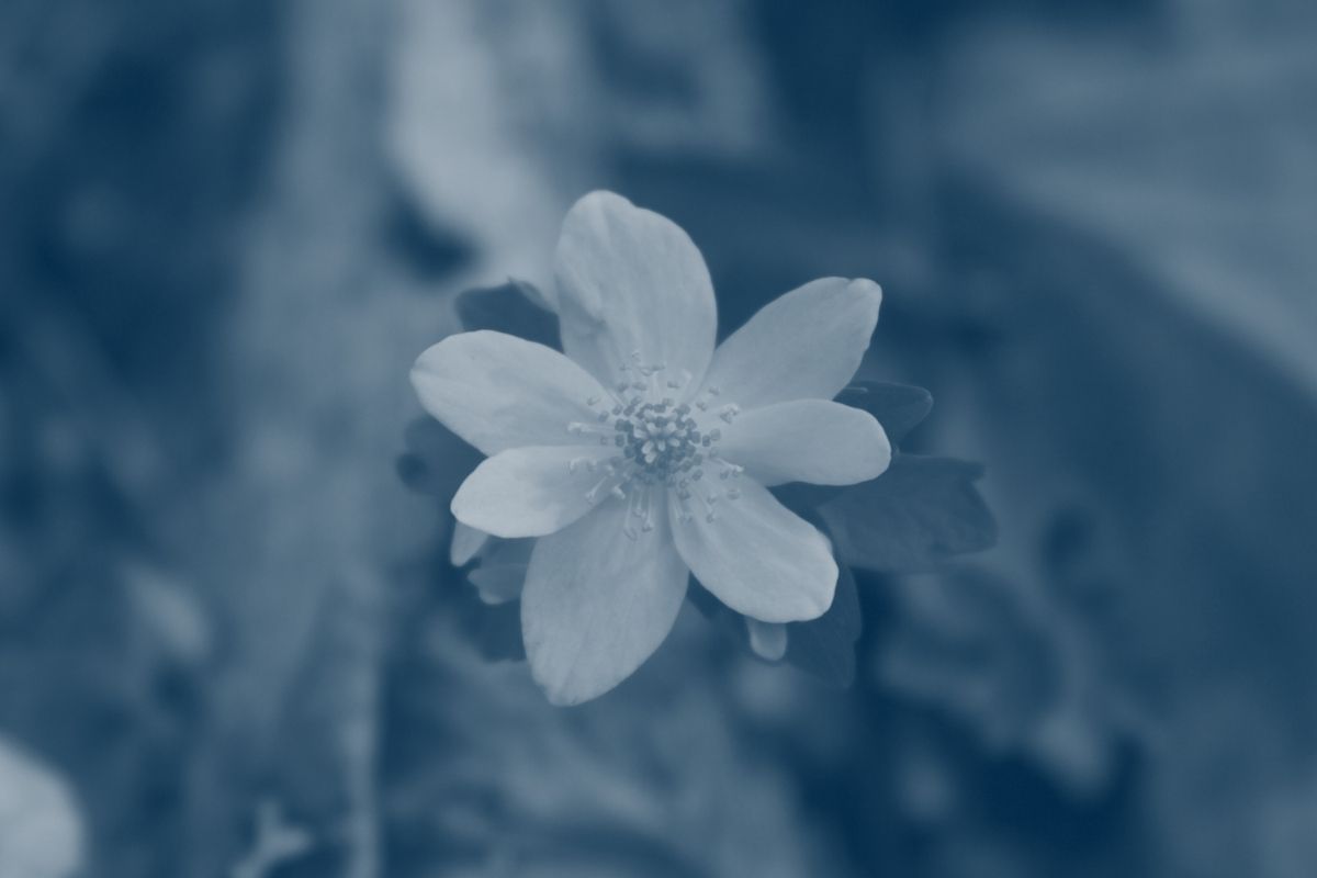 a flower with seven pedals and leaves with a blue highlight