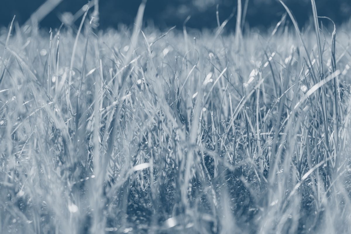 grass growing from the ground with a blue highlight