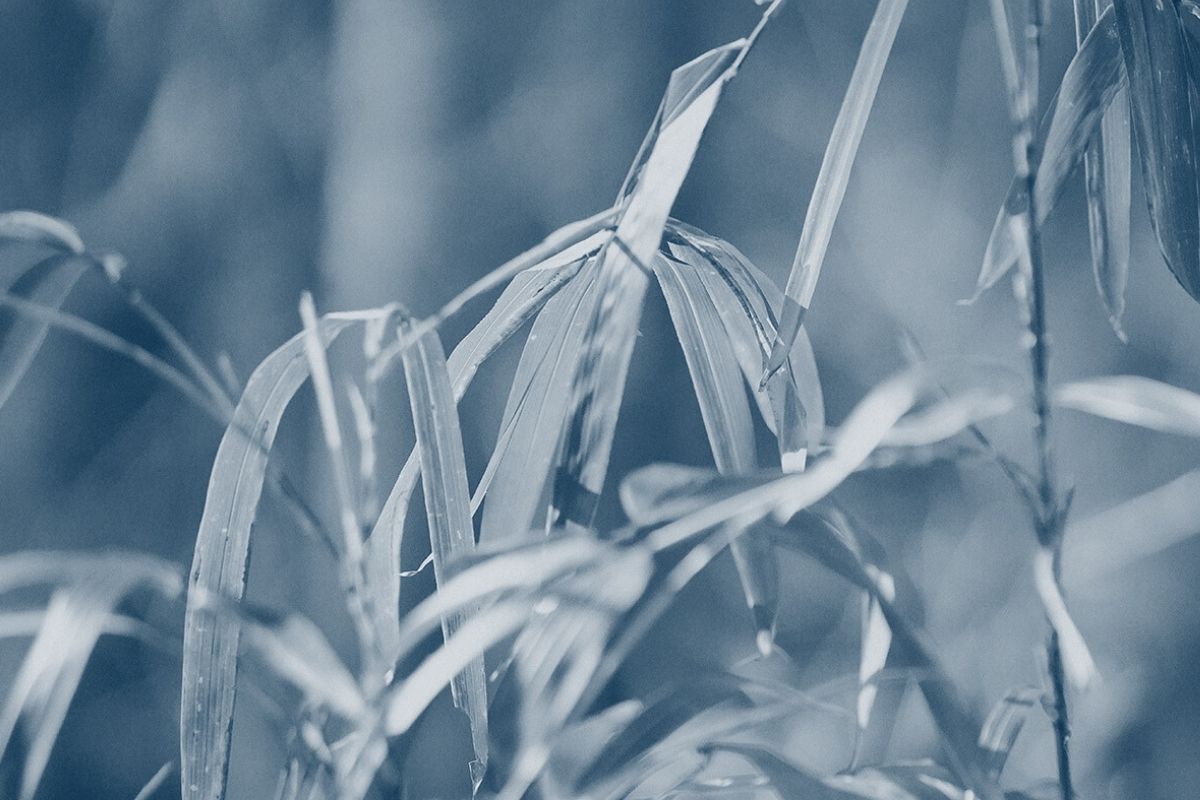 grass blades close together with a blue highlight