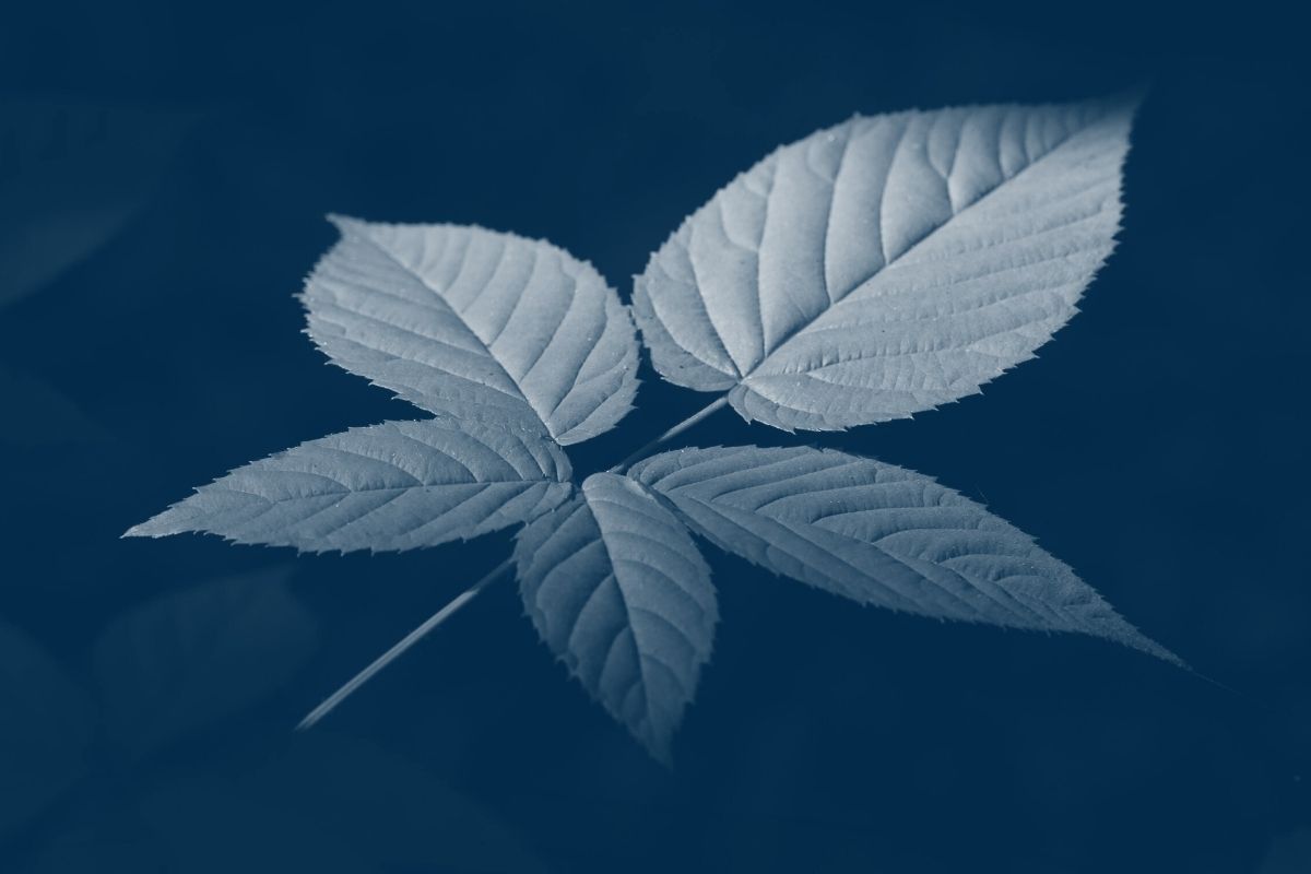 a single ivy leaf with a blue highlight