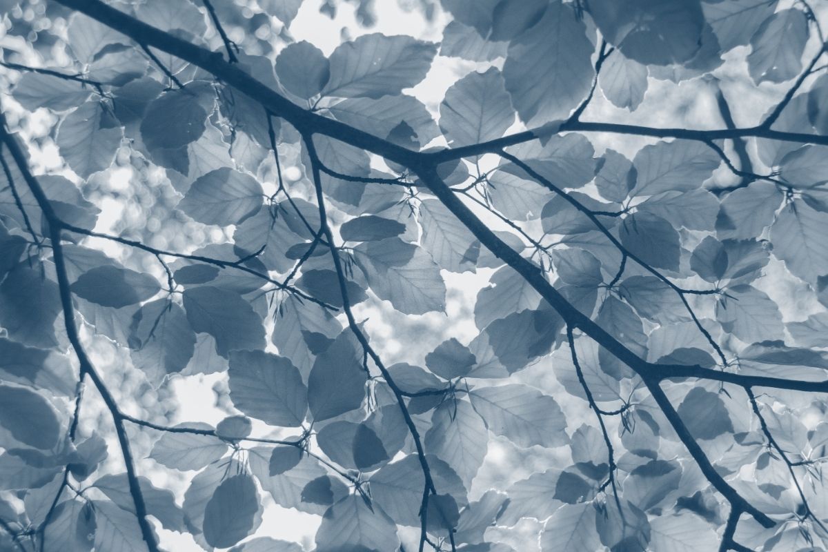 bottom view of tree branches covered in leaves with a blue highlight