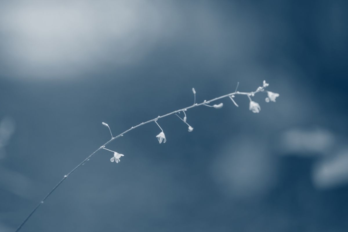 small piece of greenery slowly growing flowers with a blue highlight