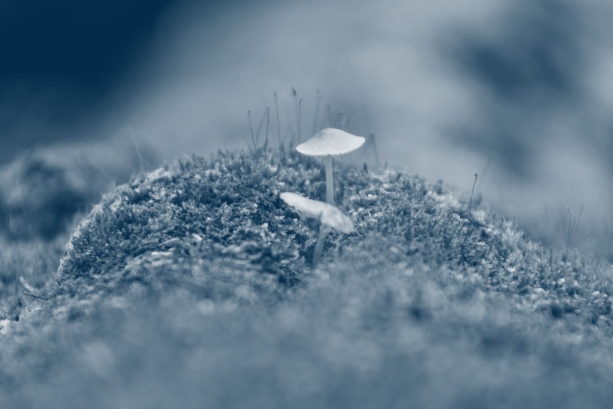 small mushrooms growing from the ground with a blue highlight