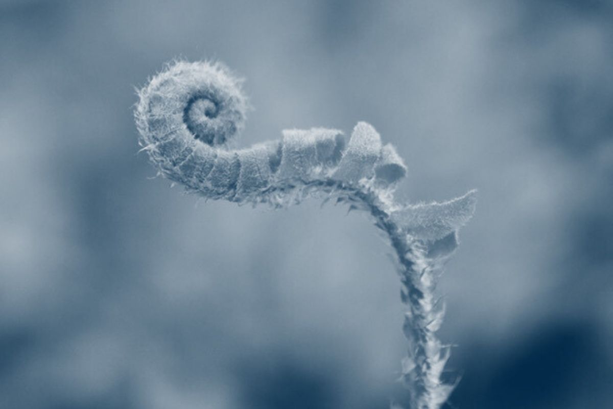 plant coiling into a spiral with a blue highlight